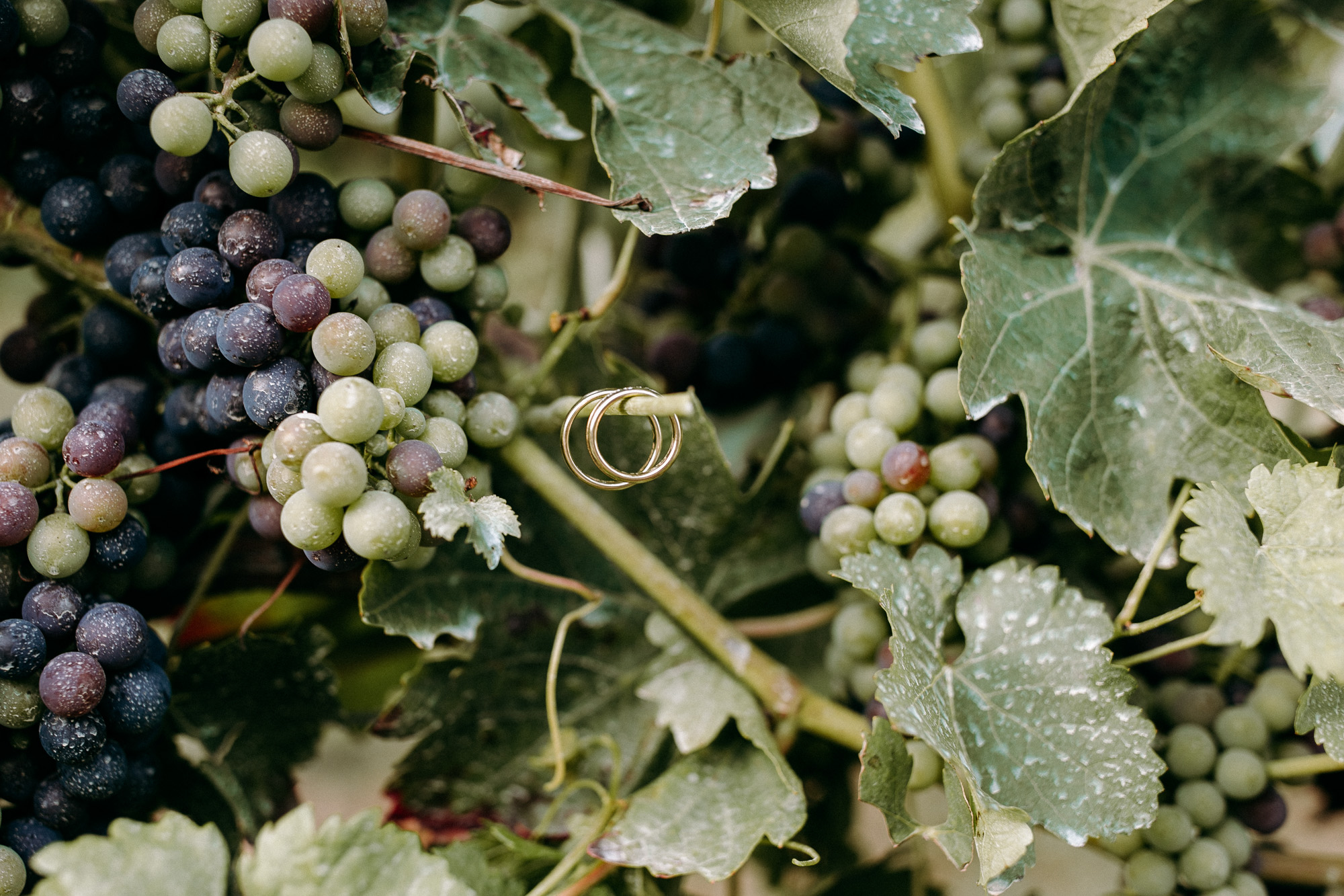 Hofgut Laubenheimer Höhe: Hochzeitslocation in Mainz mit Rheinblick, Sonnenterrasse & Fullservice. Perfekt für freie Trauungen & stilvolle Feier